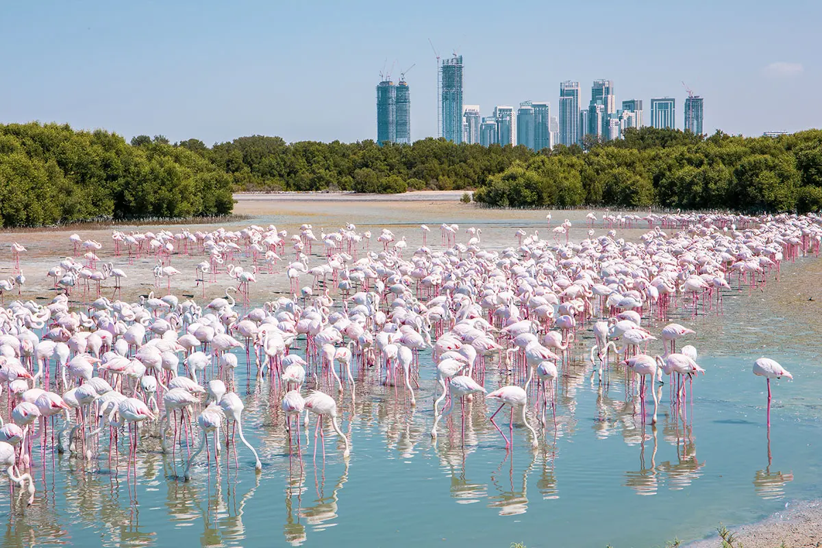Ras-Al-Khor-Wildlife-Sanctuary